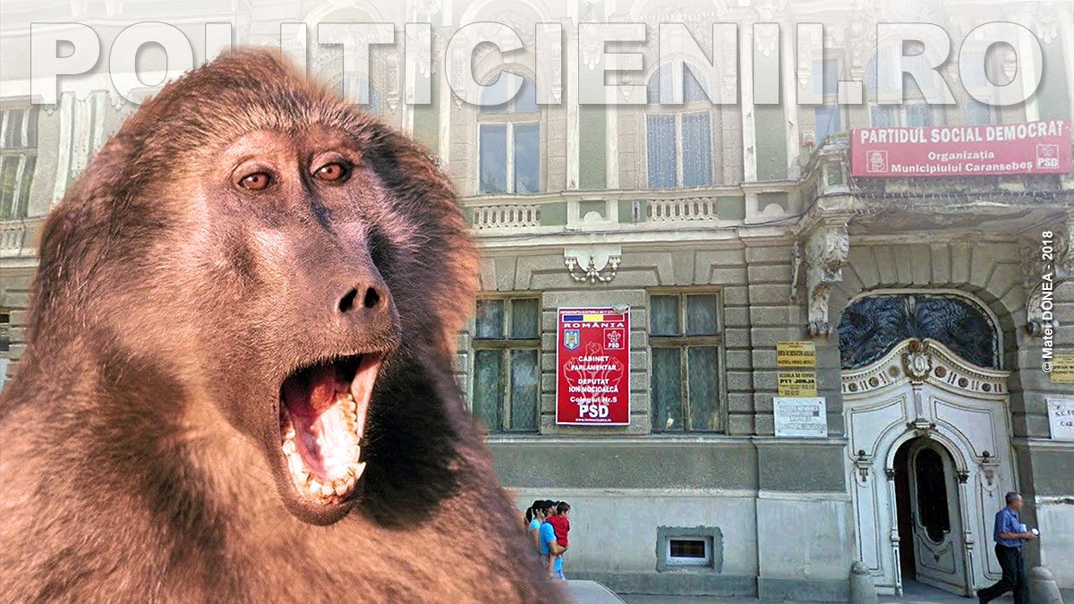 Fara placere cu babuinii din Caransebes