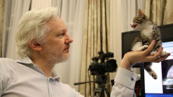 Cat of Julian Assange