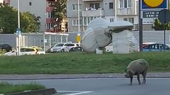 ...si porcul