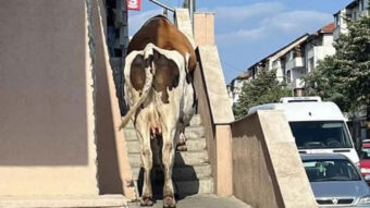 O vaca