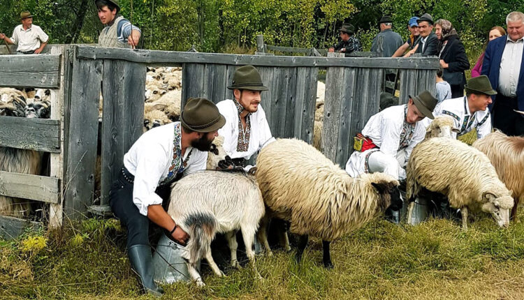 Traditionala masuratoare a oilor