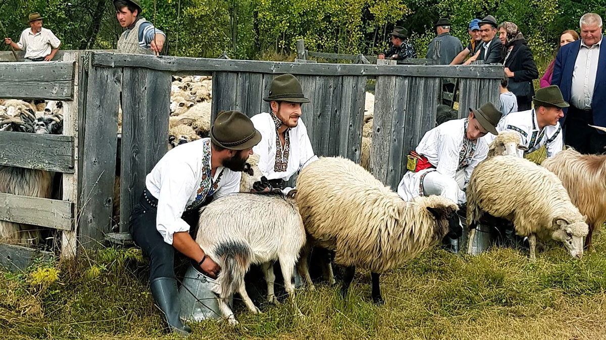 Traditionala masuratoare a oilor